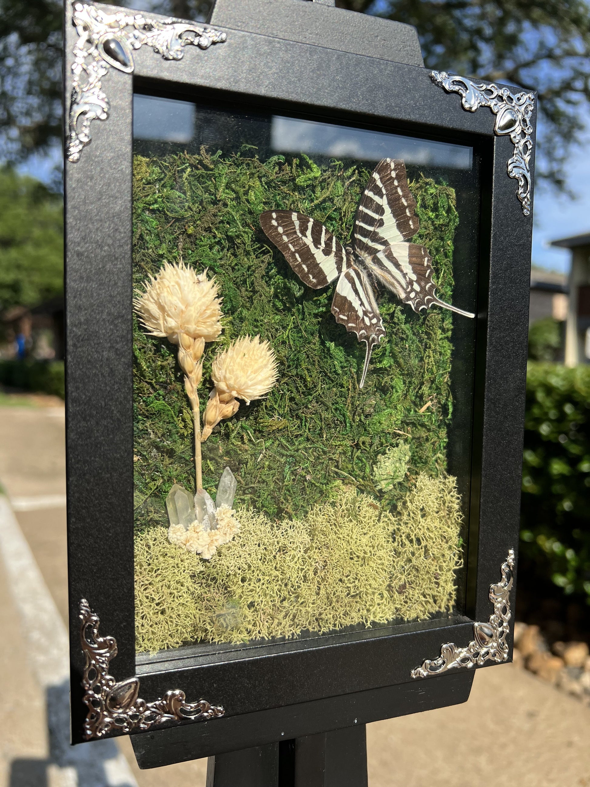 Graveyard Garden Swallowtail image 2