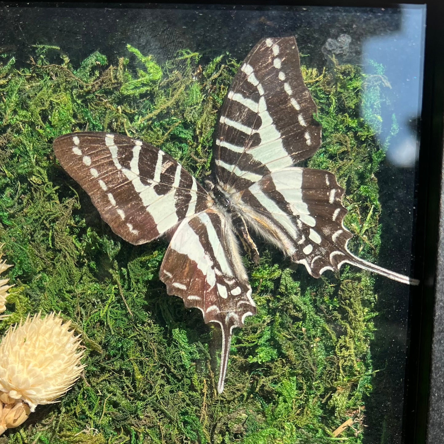 Graveyard Garden Swallowtail image 1