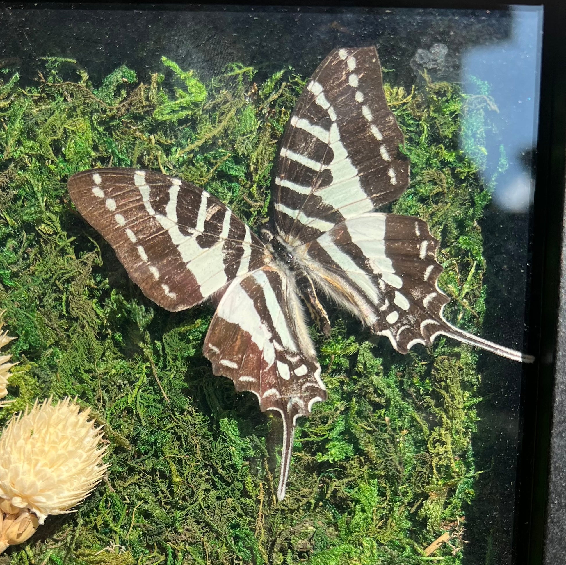 Graveyard Garden Swallowtail image 1