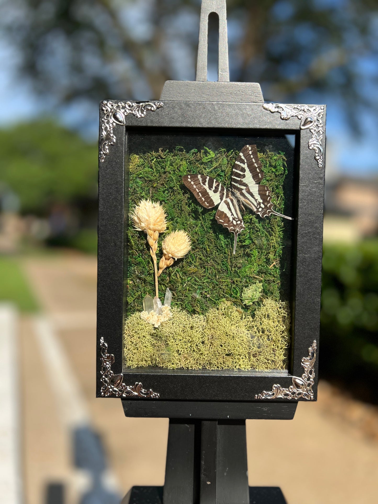 Graveyard Garden Swallowtail image 3