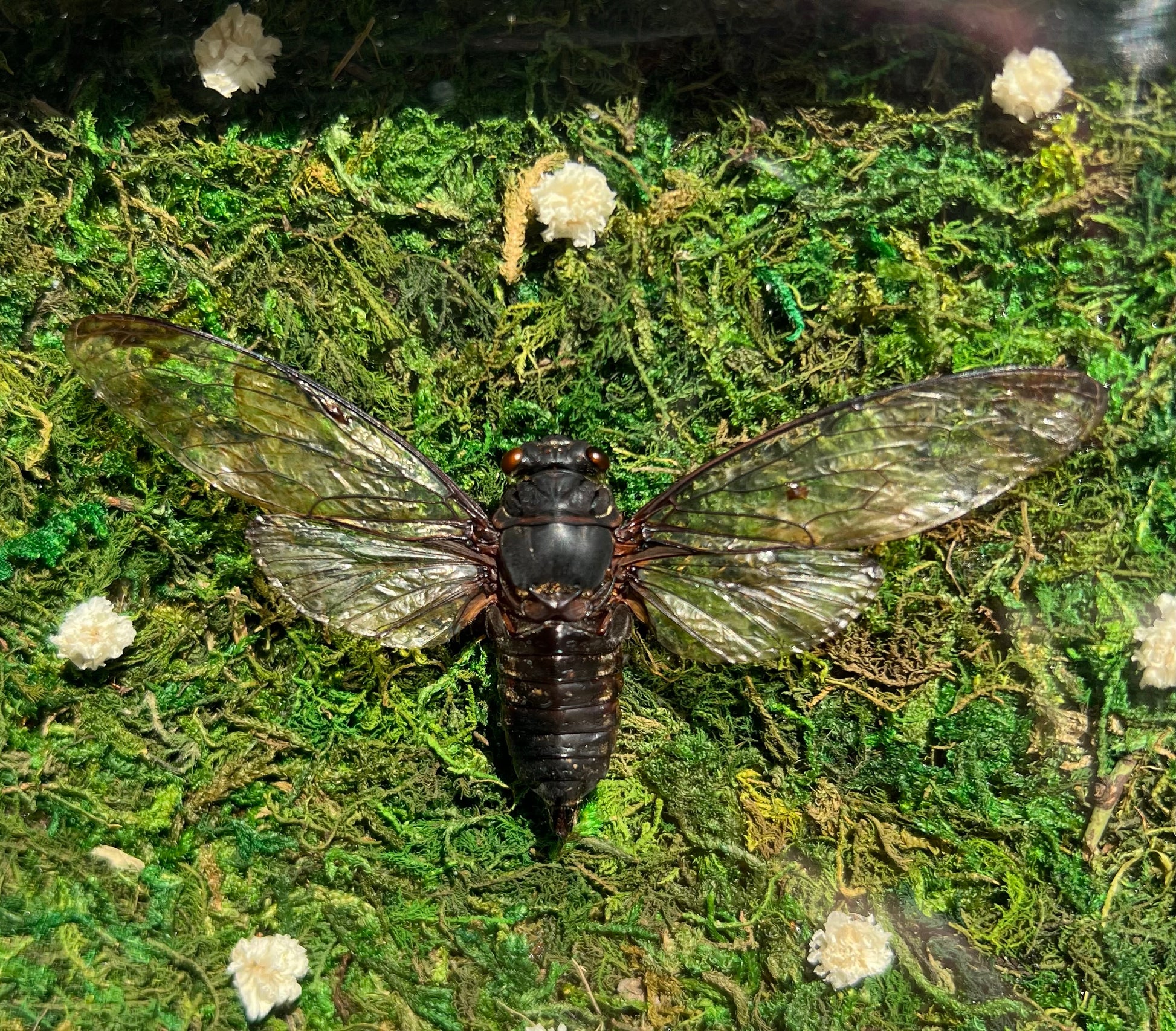 Death Blossom image 0