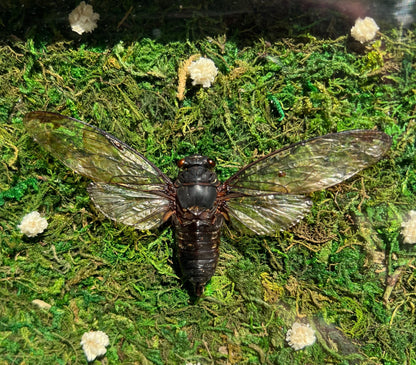 Death Blossom image 0