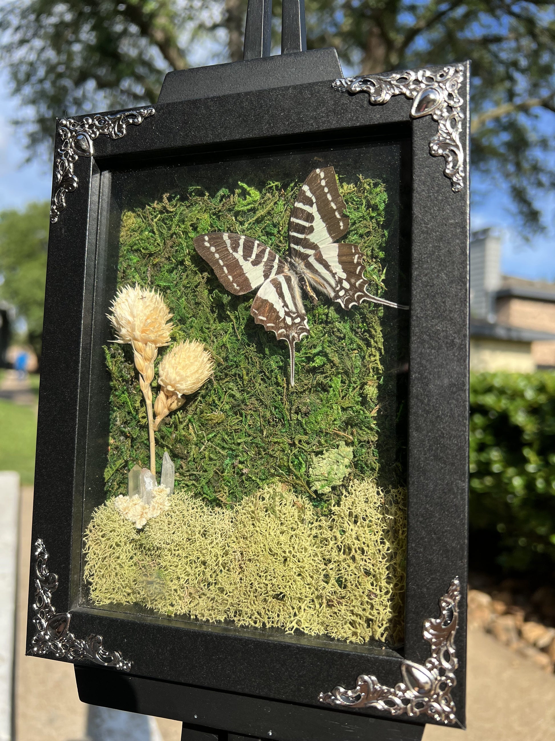 Graveyard Garden Swallowtail image 0